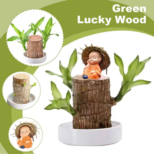 Good Luck Wood Plant